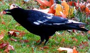 Carrion Crow