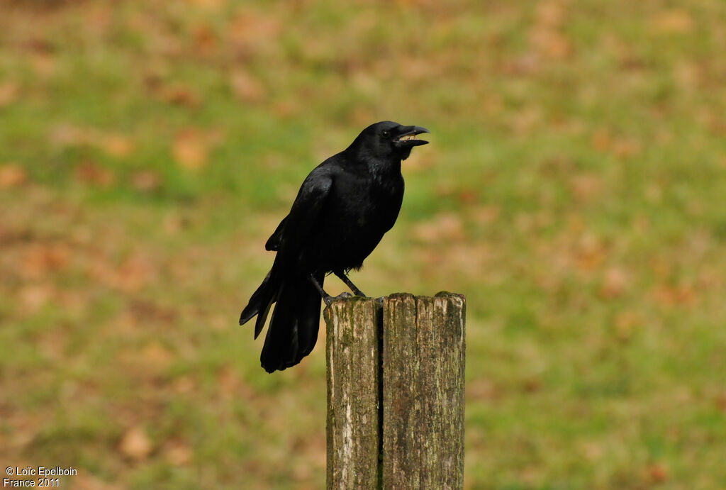 Corneille noire