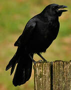 Carrion Crow