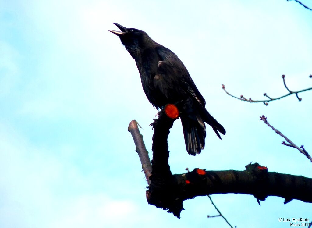 Carrion Crow