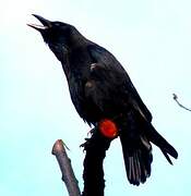 Carrion Crow