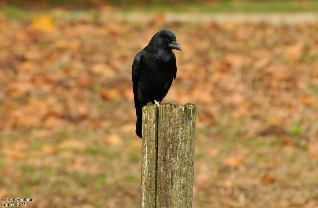 Carrion Crow