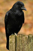 Carrion Crow