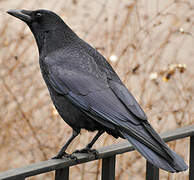 Carrion Crow