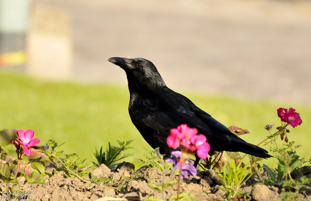 Carrion Crow