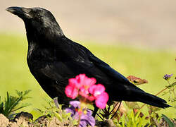 Carrion Crow