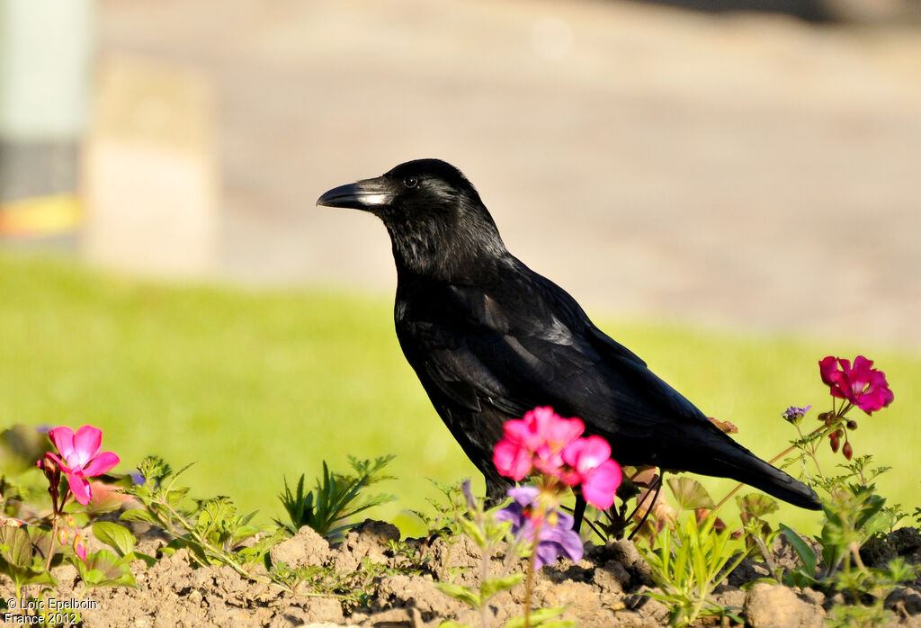 Carrion Crow