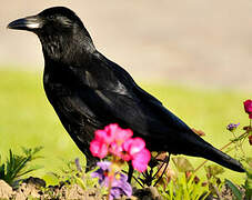 Carrion Crow