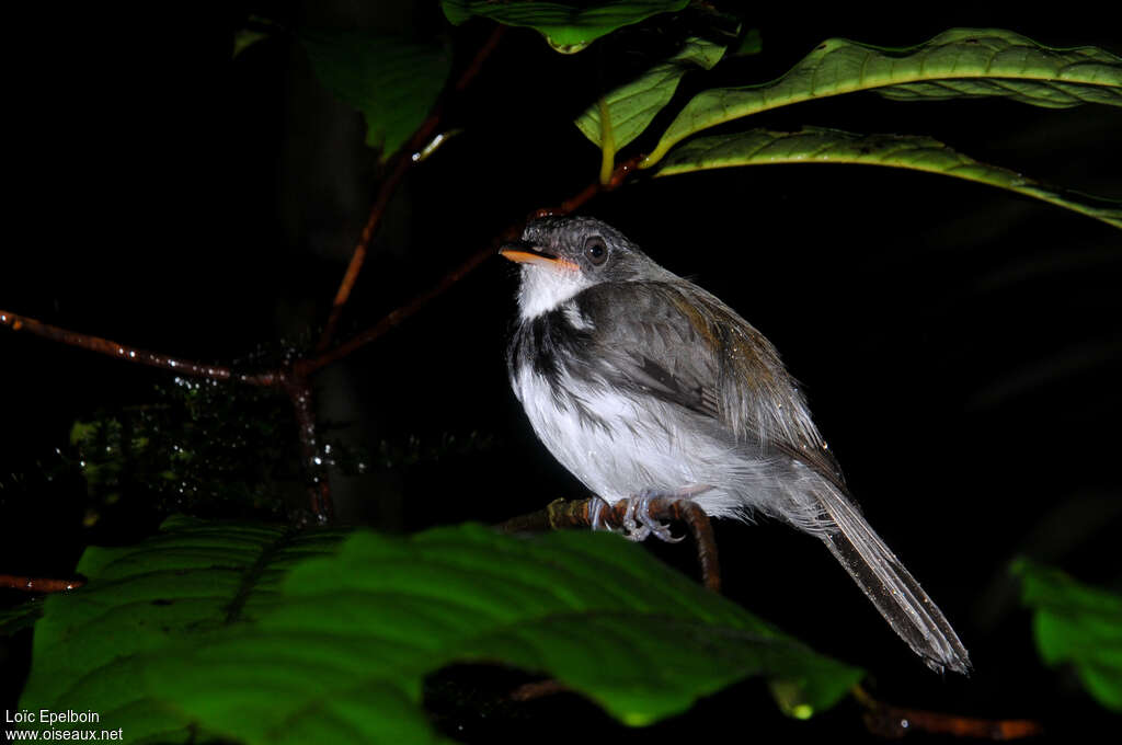 Corythopis à collieradulte, identification