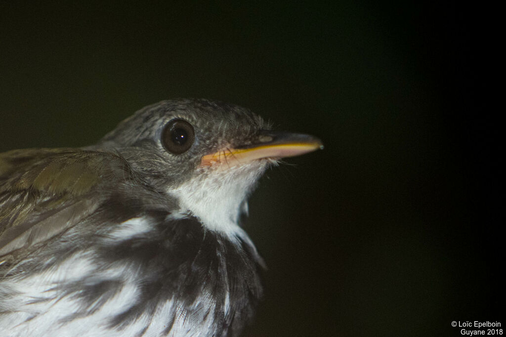 Ringed Antpipit