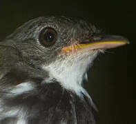 Ringed Antpipit