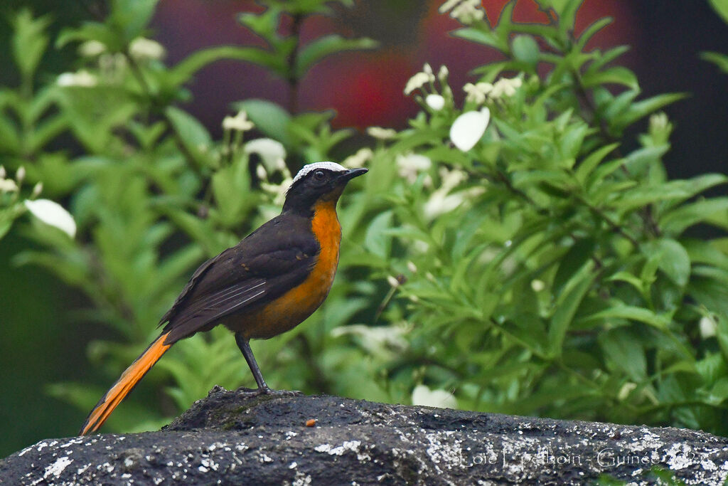 White-crowned Robin-Chat