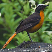 White-crowned Robin-Chat