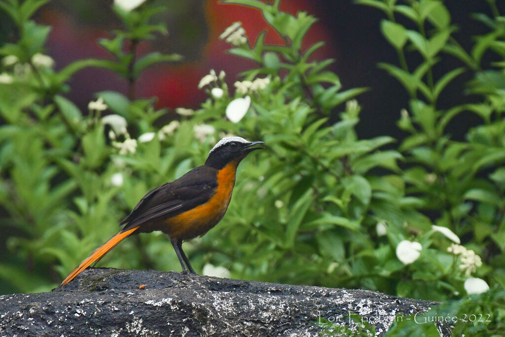 White-crowned Robin-Chat