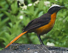 White-crowned Robin-Chat