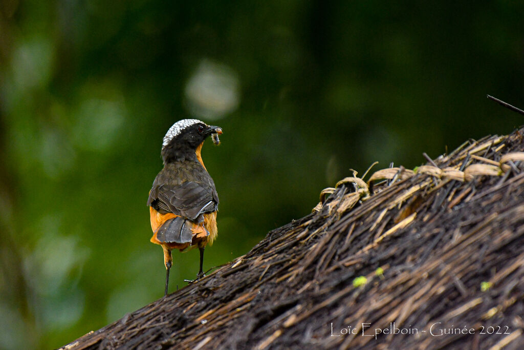 White-crowned Robin-Chat