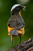 White-crowned Robin-Chat