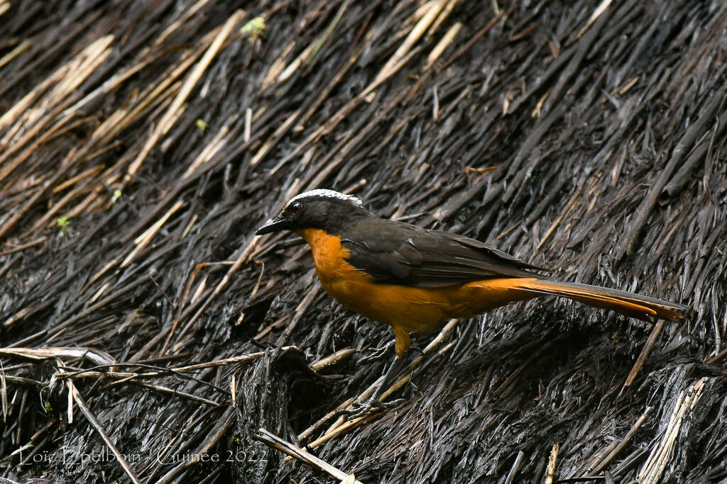 White-crowned Robin-Chat