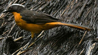 White-crowned Robin-Chat