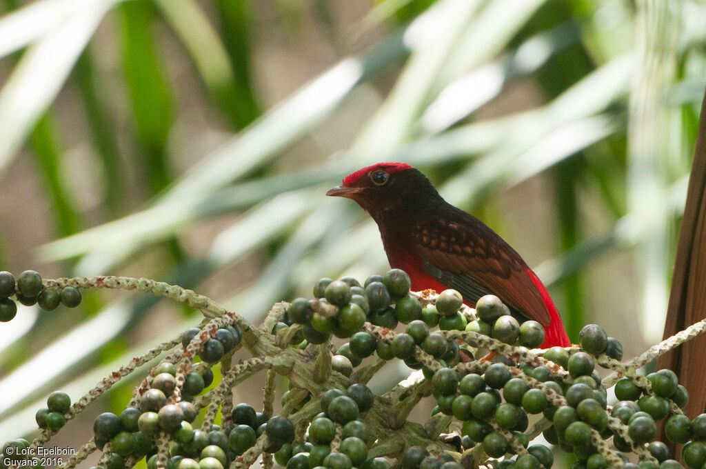 Guianan Red Cotinga