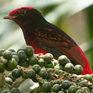 Cotinga ouette