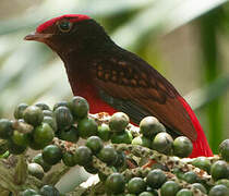 Guianan Red Cotinga