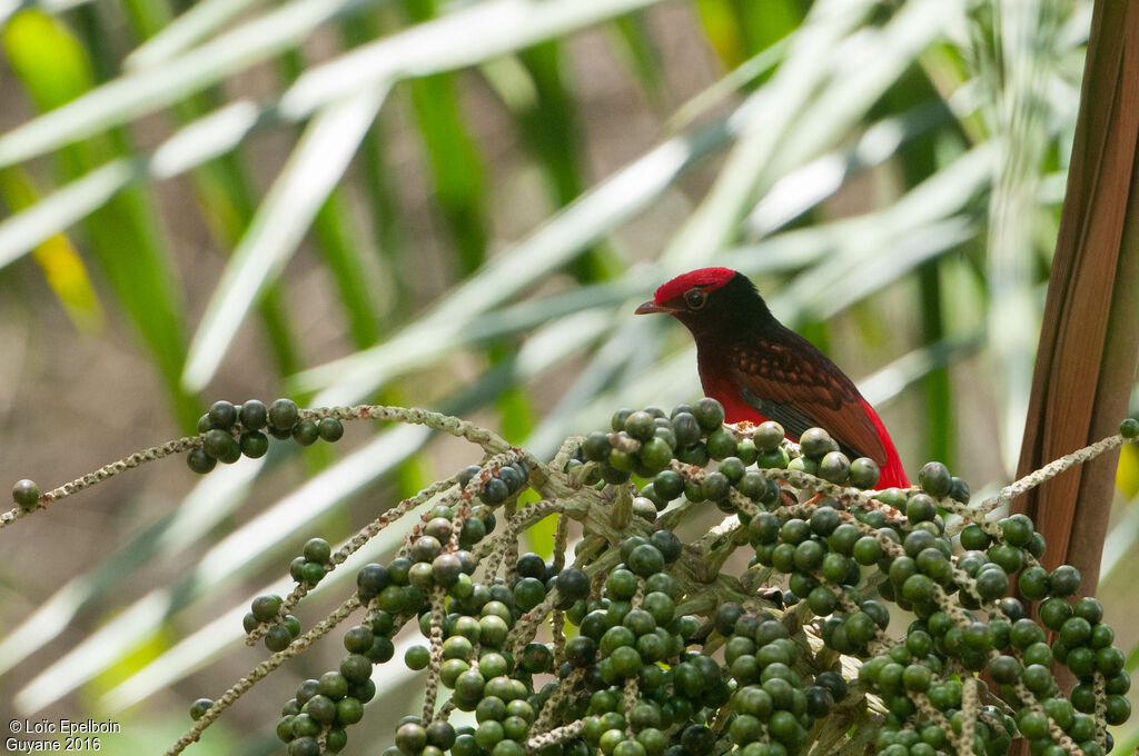 Guianan Red Cotinga