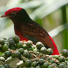 Cotinga ouette