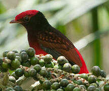 Guianan Red Cotinga