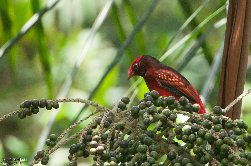 Guianan Red Cotinga