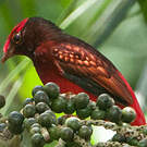 Cotinga ouette