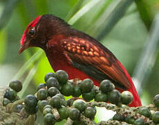 Guianan Red Cotinga