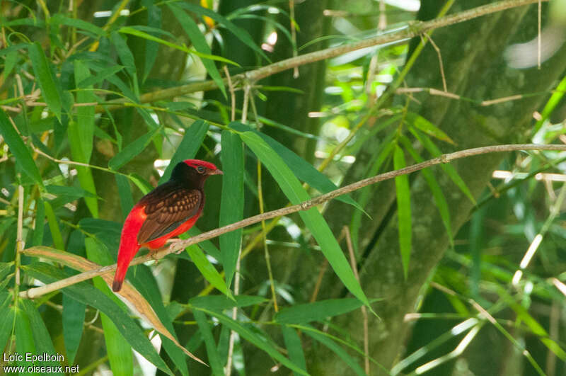 Guianan Red Cotingaadult, identification
