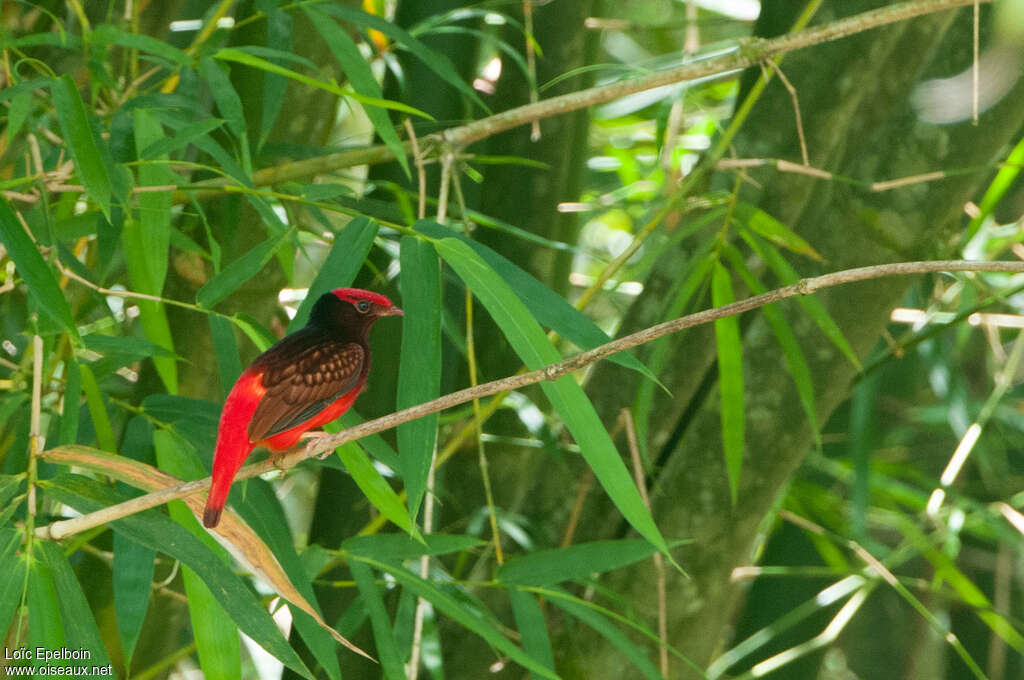 Guianan Red Cotinga Phoenicircus Carnifex