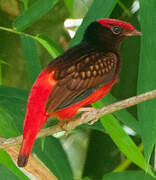 Guianan Red Cotinga