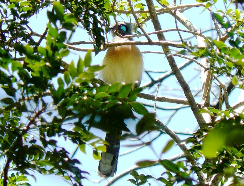 Crested Coua