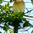 Coua huppé