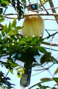 Crested Coua