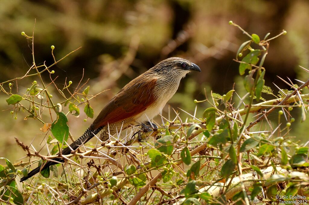 White-browed Coucal