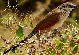 Coucal à sourcils blancs