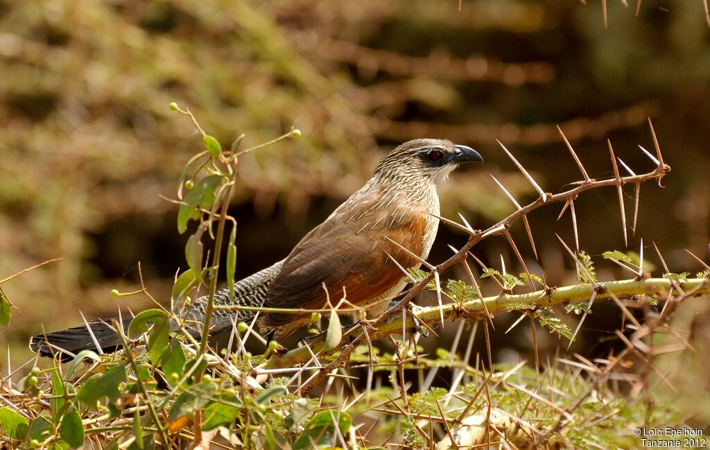 White-browed Coucal