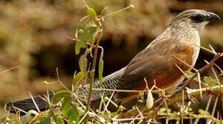 Coucal à sourcils blancs