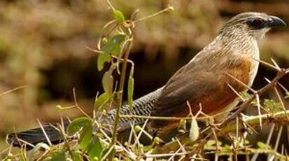 Coucal à sourcils blancs