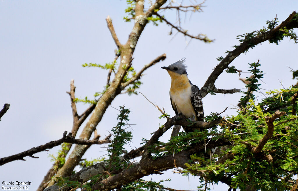 Great Spotted Cuckoo