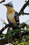 Great Spotted Cuckoo