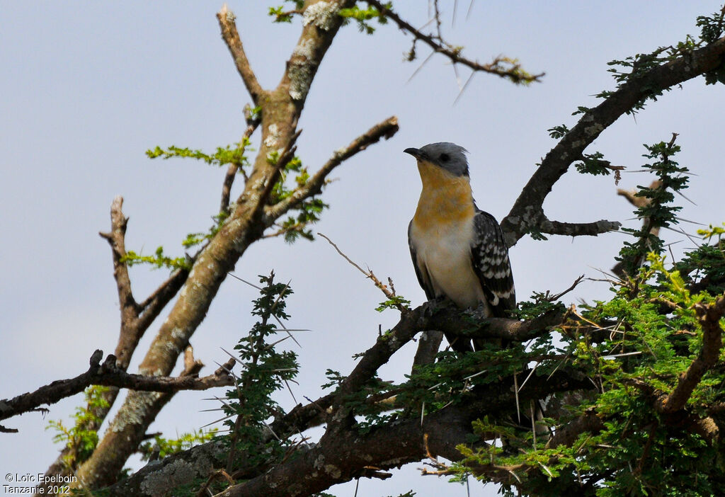 Great Spotted Cuckoo