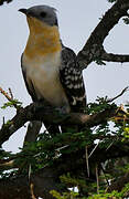 Great Spotted Cuckoo