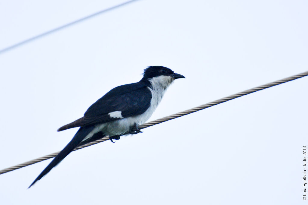 Jacobin Cuckoo