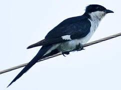 Jacobin Cuckoo