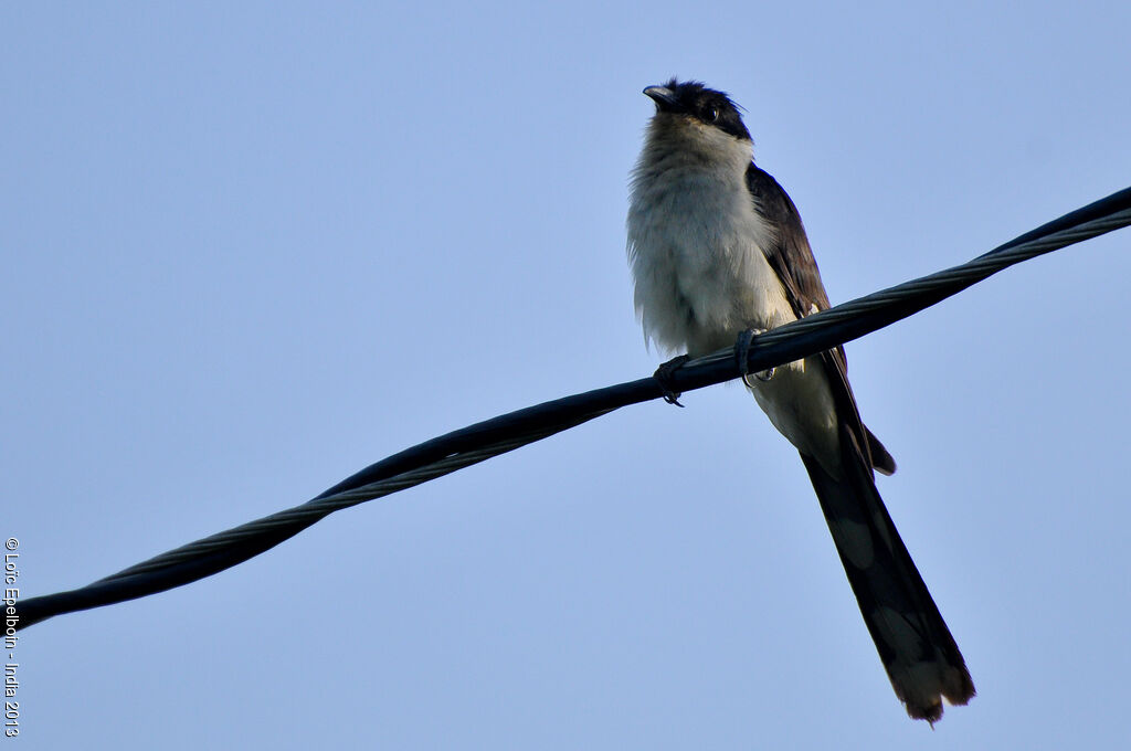 Jacobin Cuckoo